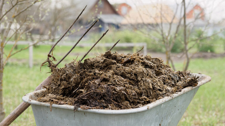 Read more about the article 3 manieren om de bodem van je moestuin zo gezond mogelijk te maken