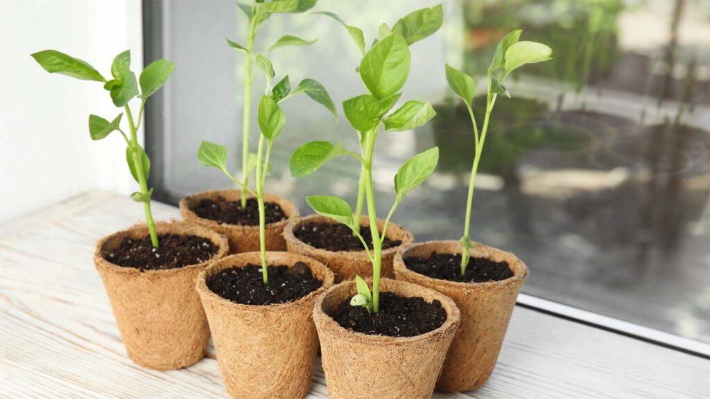 zaailingen-klaar-voor-verplanting